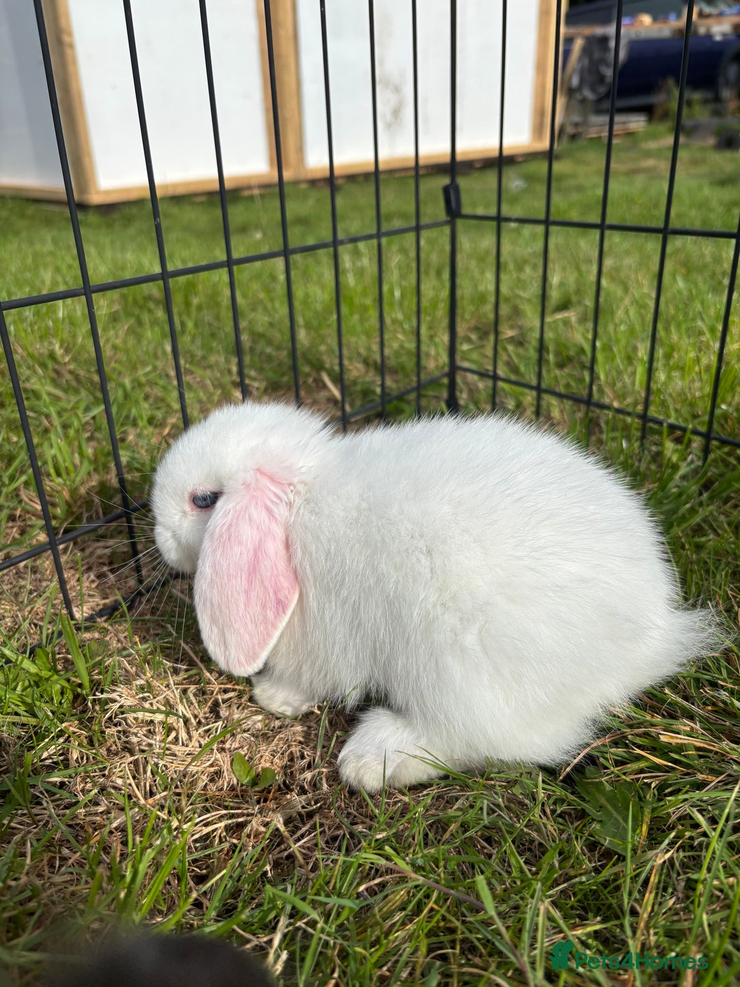 Mini Lop rabbits for sale: Adorable mini lop babies - Image 2