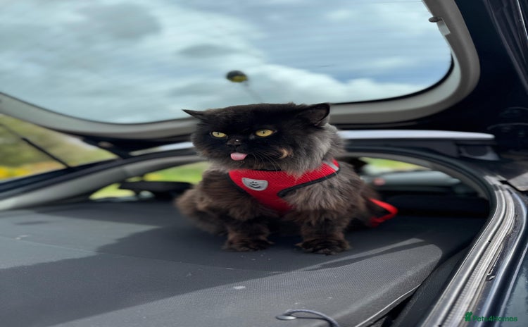 Persian cats - Advert 4