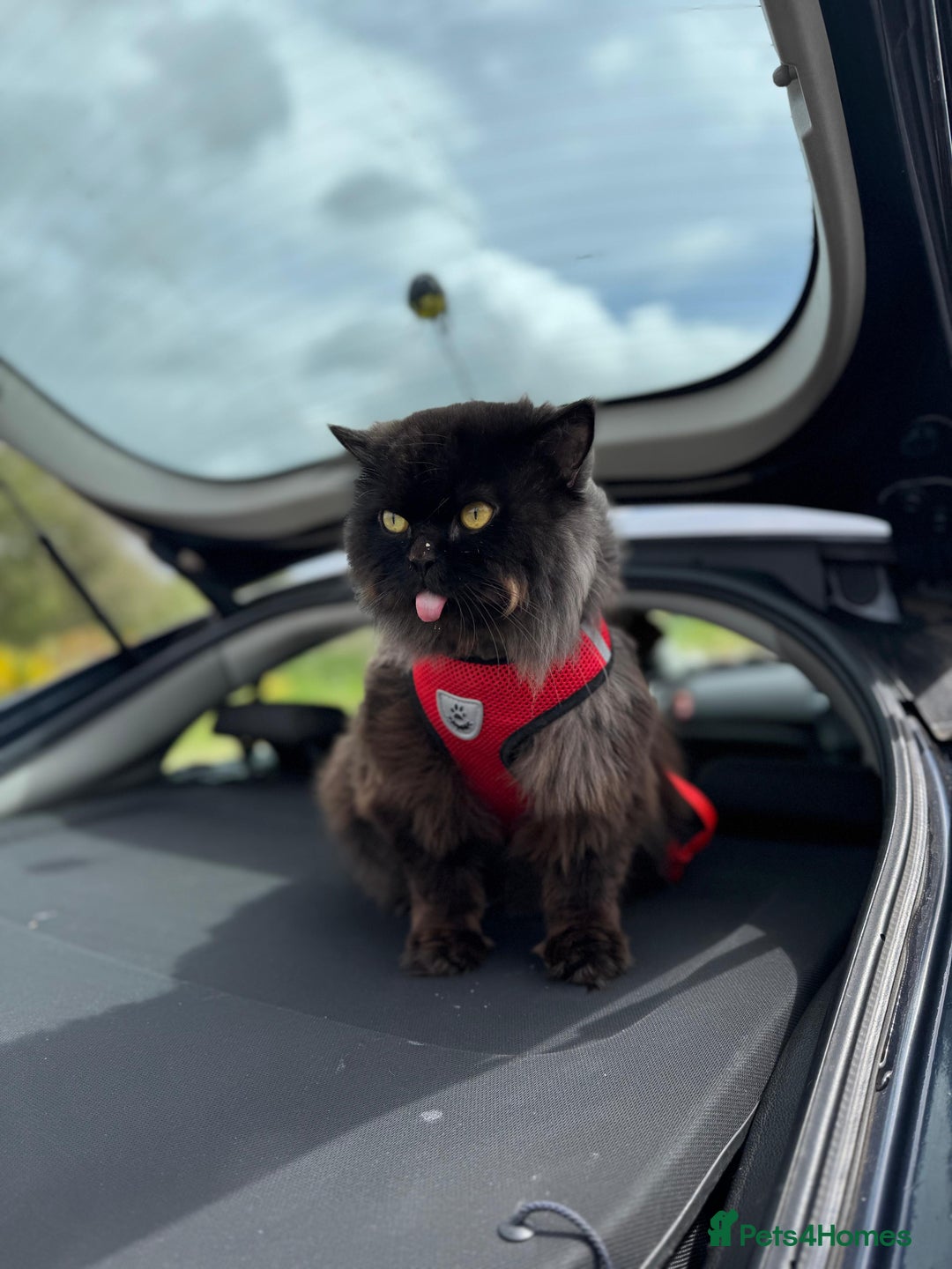 Persian cats for stud: Tongue Out, Tail Up—Let’s Play Forever! - Image 1