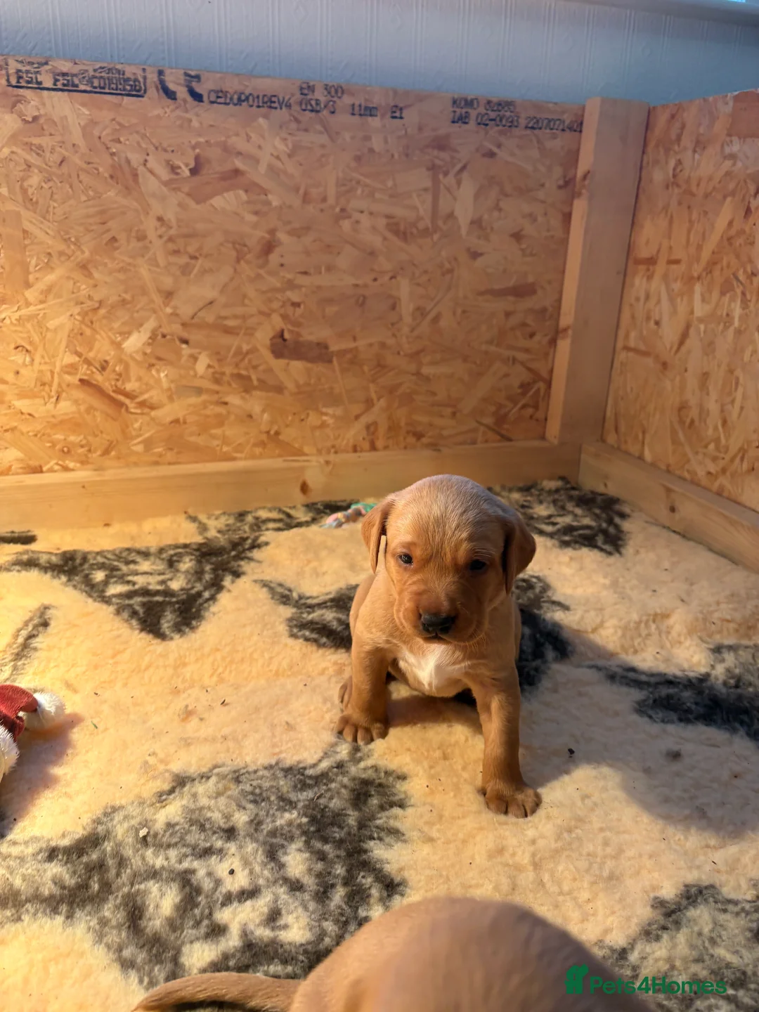 Labrador Retriever dogs for sale: KC Working Fox Red Pups - Advert 3