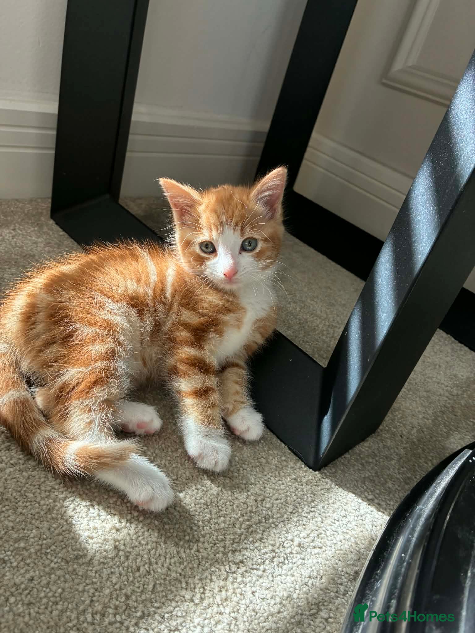 Domestic Shorthair cats Kitten for sale - Advert 7