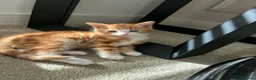 Domestic Shorthair cats for sale: Kitten for sale - Advert 1