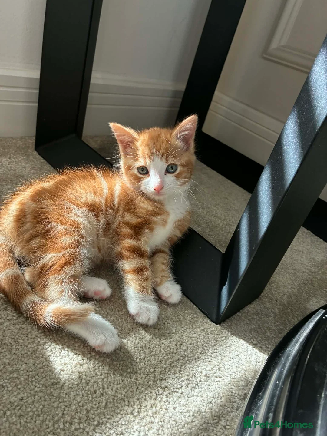 Domestic Shorthair cats for sale: Kitten for sale - Advert 1