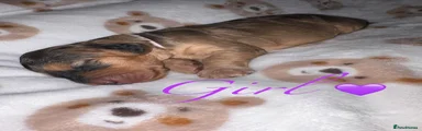 Cockapoo 7 💜