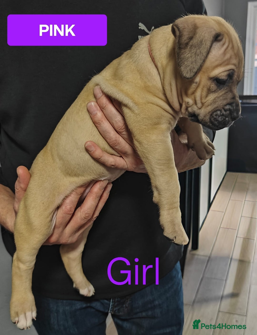 Mixed Breed dogs for sale: Dogue de Bordeaux cross presa canario  - Advert 4