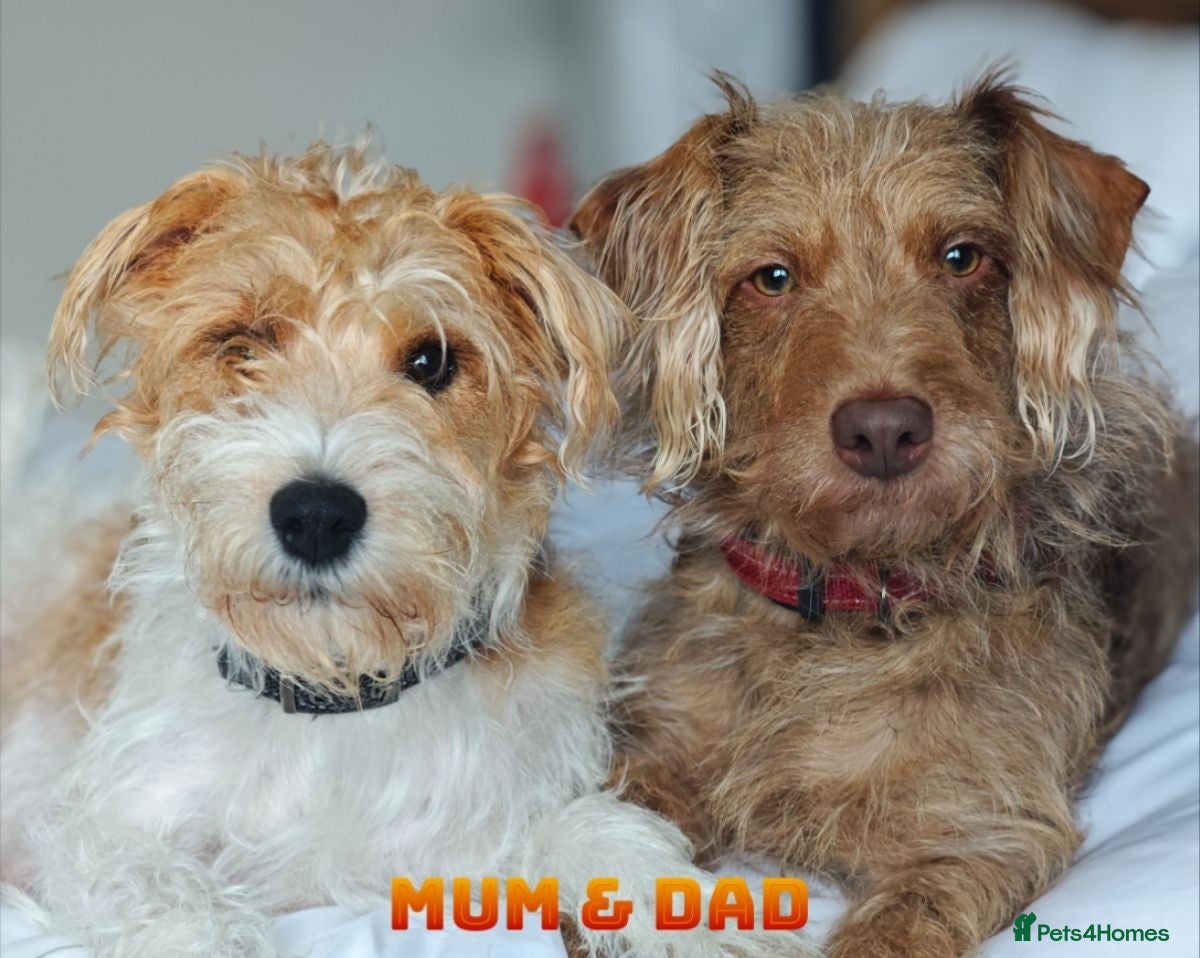 Mixed Breed dogs Loving Parsons Russell Cross Puppies  - Advert 15
