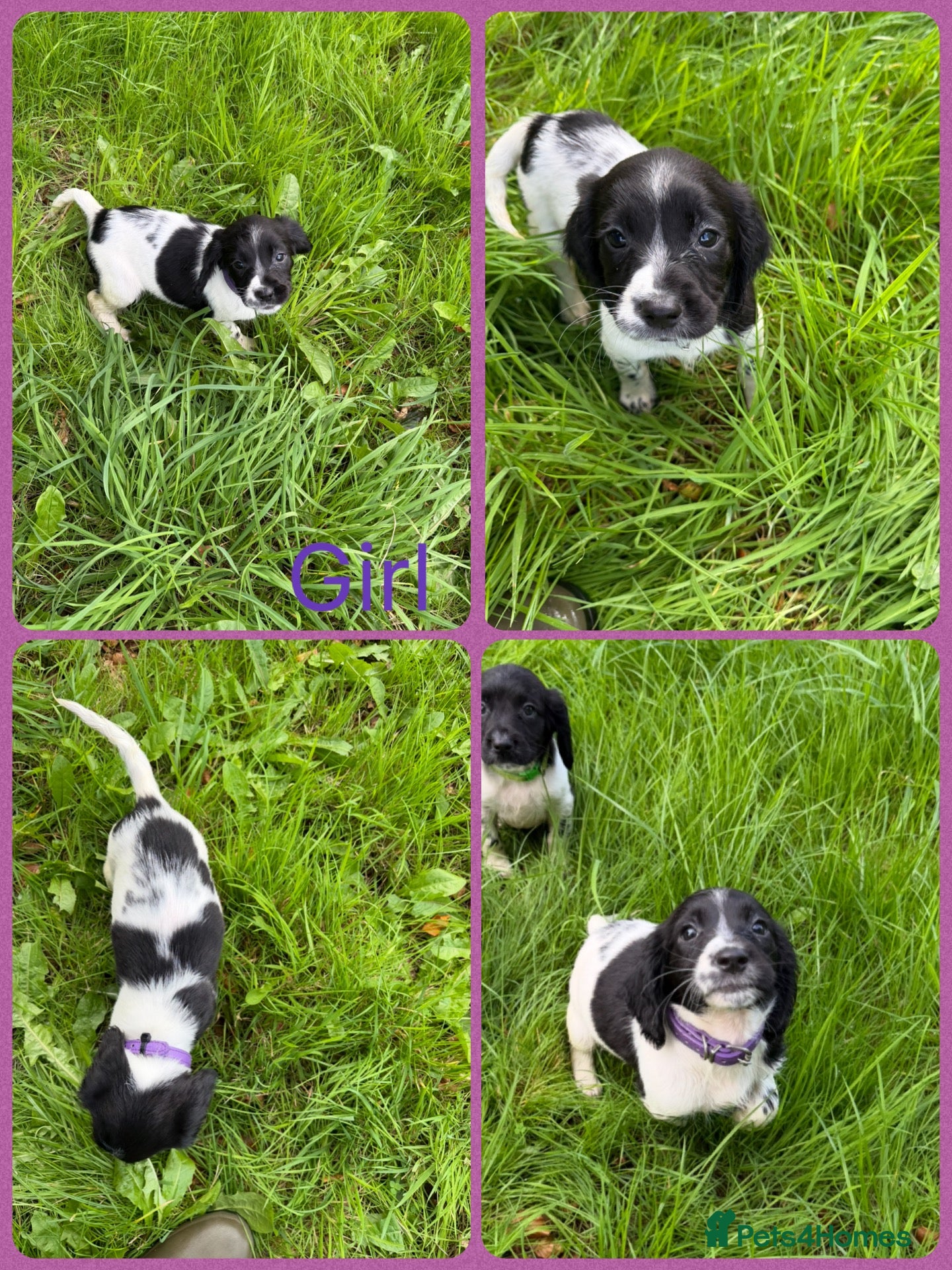 English Springer Spaniel dogs KC Registered English Springer Spaniel Puppies  - Advert 2