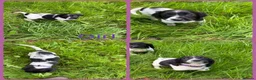 English Springer Spaniel dogs for sale: KC Registered English Springer Spaniel Puppies  - Advert 11