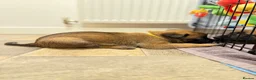 Belgian Shepherd Dog dogs for sale: Beautiful KC Registered Belgian Malinois Puppies - Advert 10