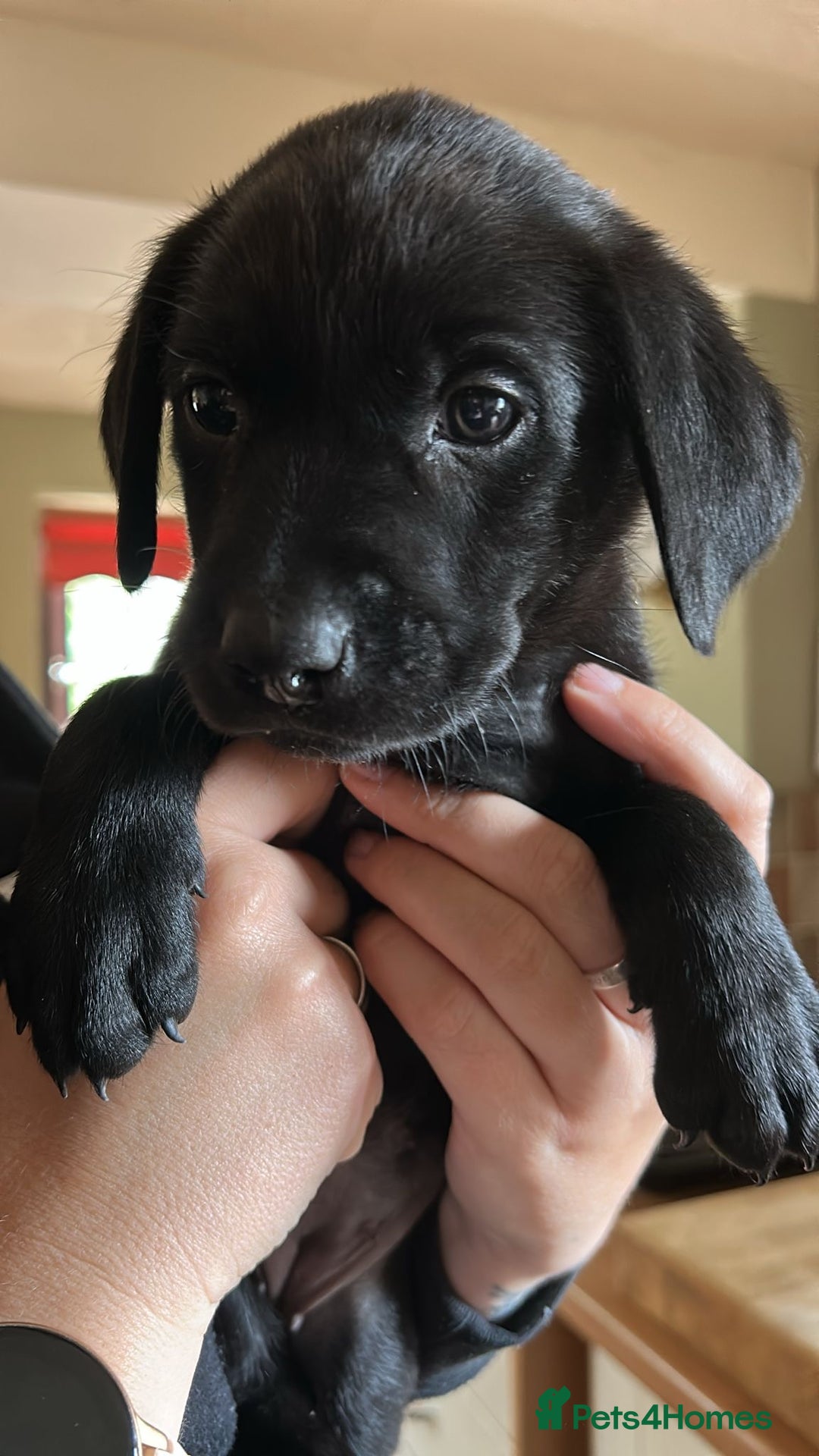 Labrador Retriever dogs for sale: 1 black Labrador puppy (female) left.  - Image 2