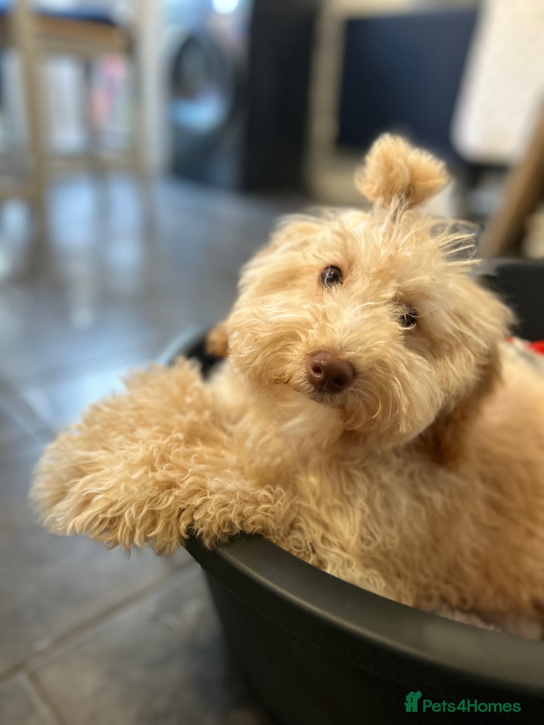 Mixed Breed dogs for sale: Miniature Poodle Female Pup  - Advert 4