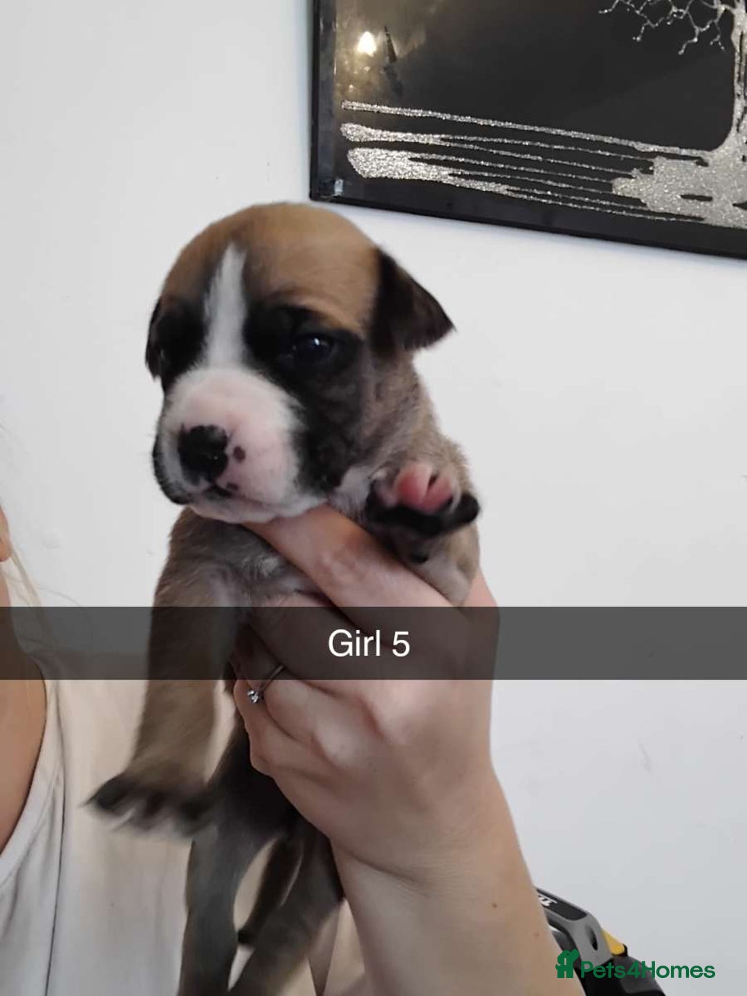 Mixed Breed dogs for sale: Beautiful mastiff cross pups - Image 6