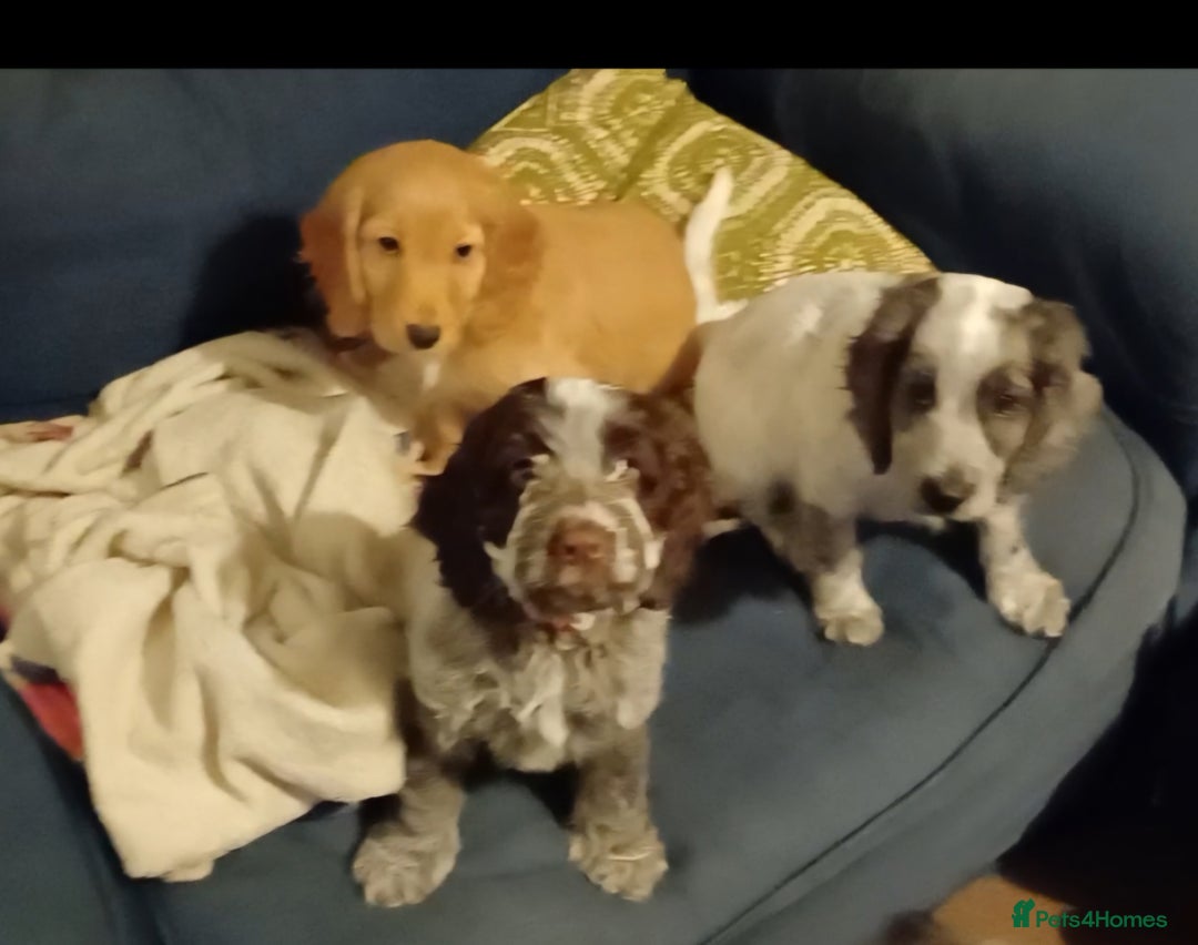 Cockapoo dogs for sale: Gorgeous cockapoo puppies F1B - Image 5