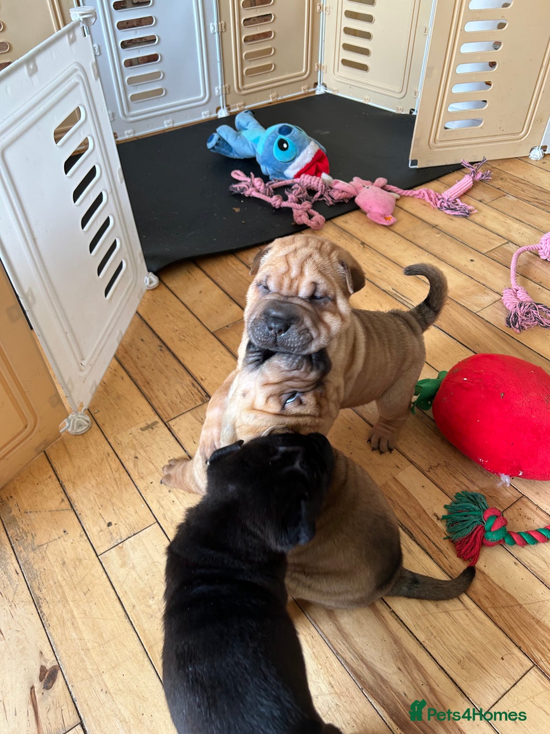 Shar Pei dogs for sale: 2 females 3 males Shar pei pups - Image 10