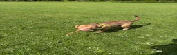 Mixed Breed dogs for sale: Bowen- Staffy x Lab - Advert 20
