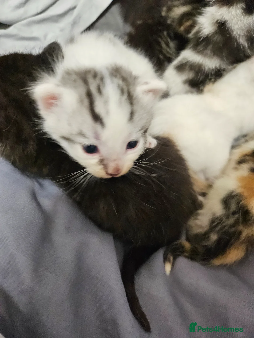 Mixed Breed cats for sale: Georgous kittens ready this week  - Advert 15