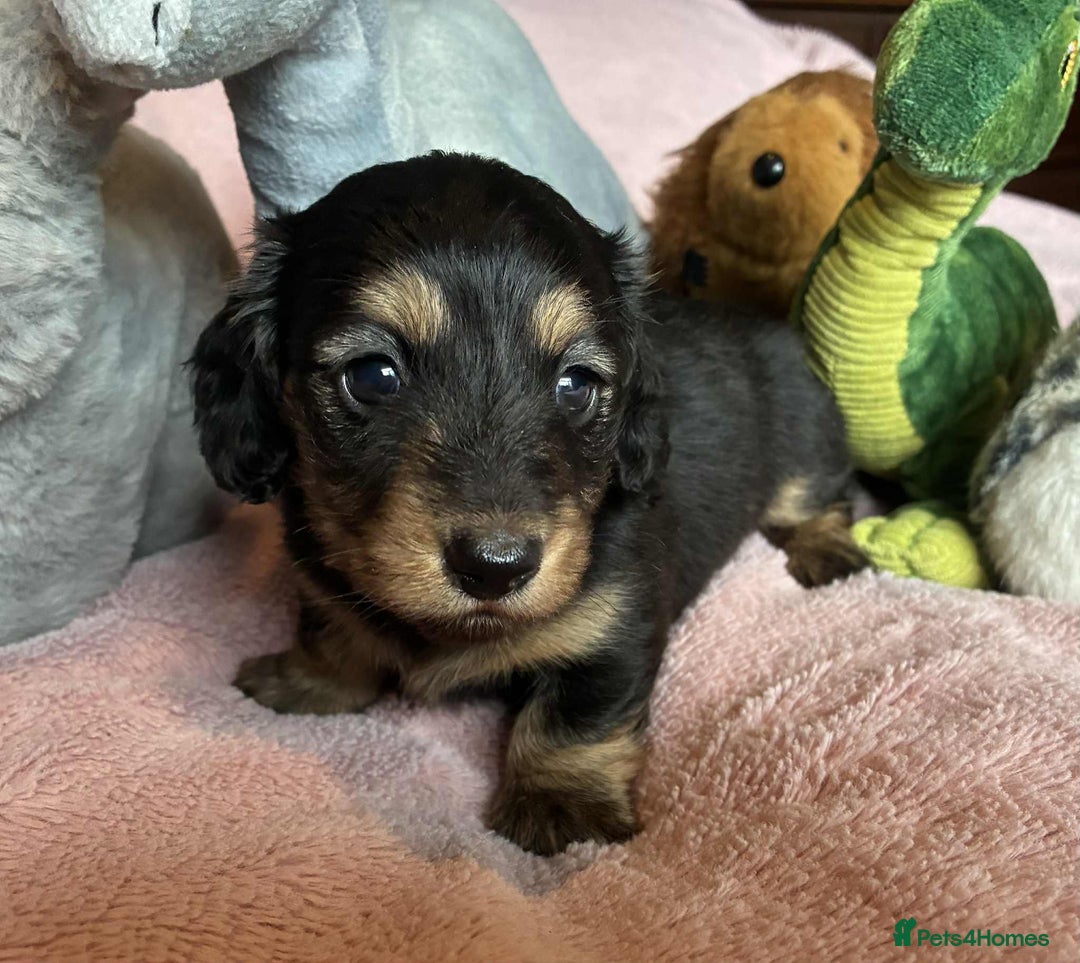 Dachshund dogs for sale: KC reg PRA clear gorgeous puppies - Image 15