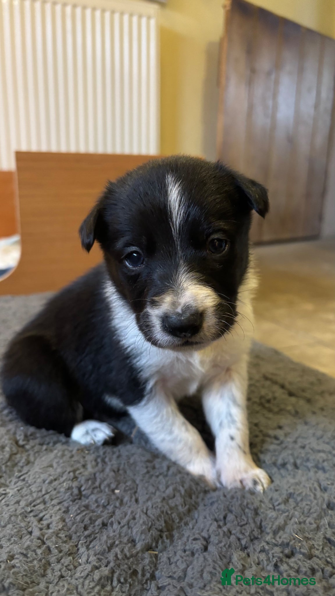 Border Collie dogs Pure Border Collie Puppies - Advert 1