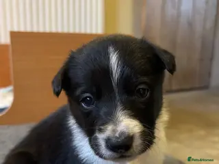 Border Collie dogs Pure Border Collie Puppies - Advert 1