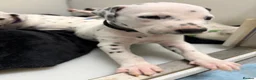 Dalmatian dogs for sale: Dalmatian puppies - Advert 11