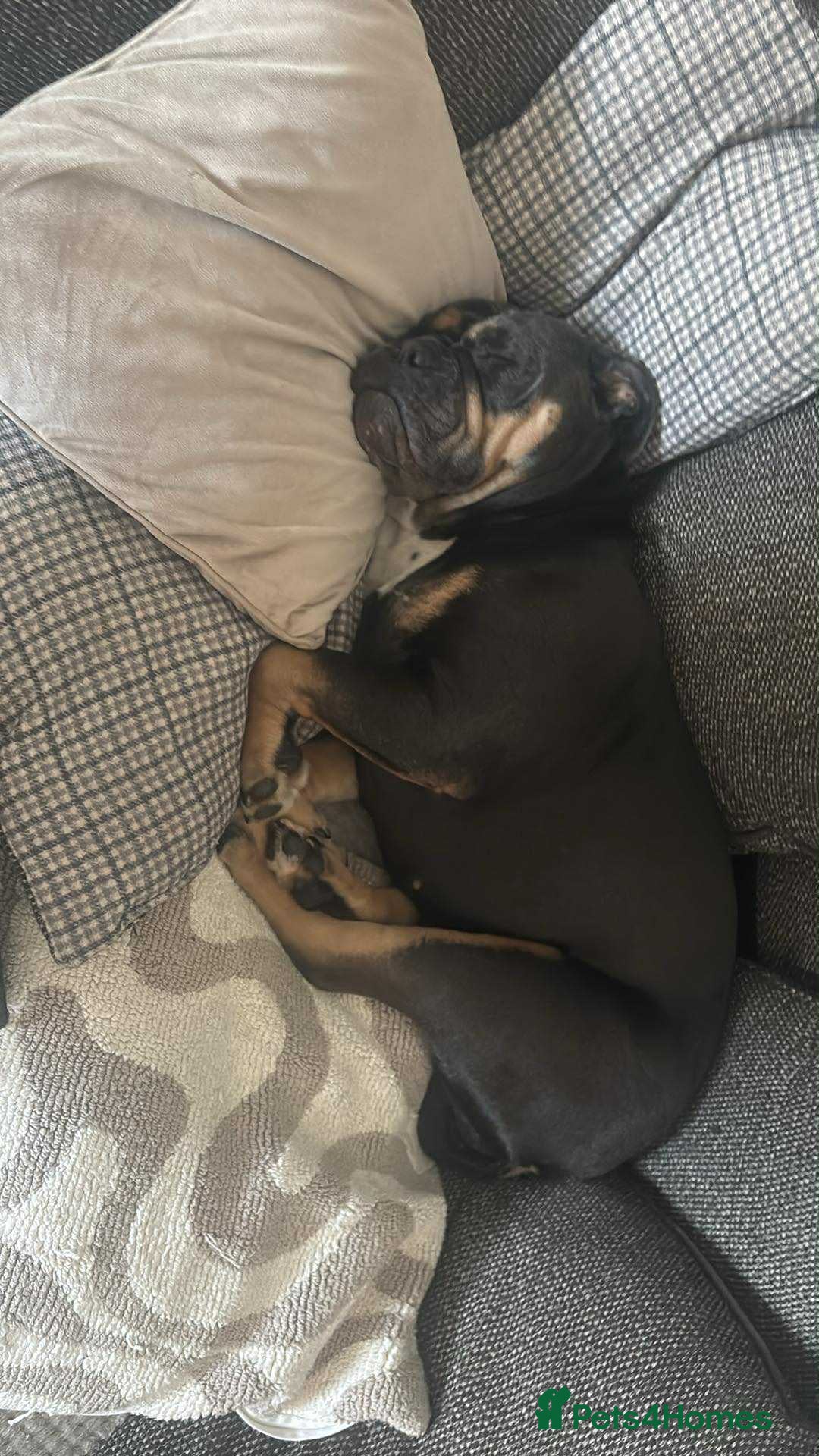 Olde English Bulldogge dogs for sale: Dolly - Advert 6