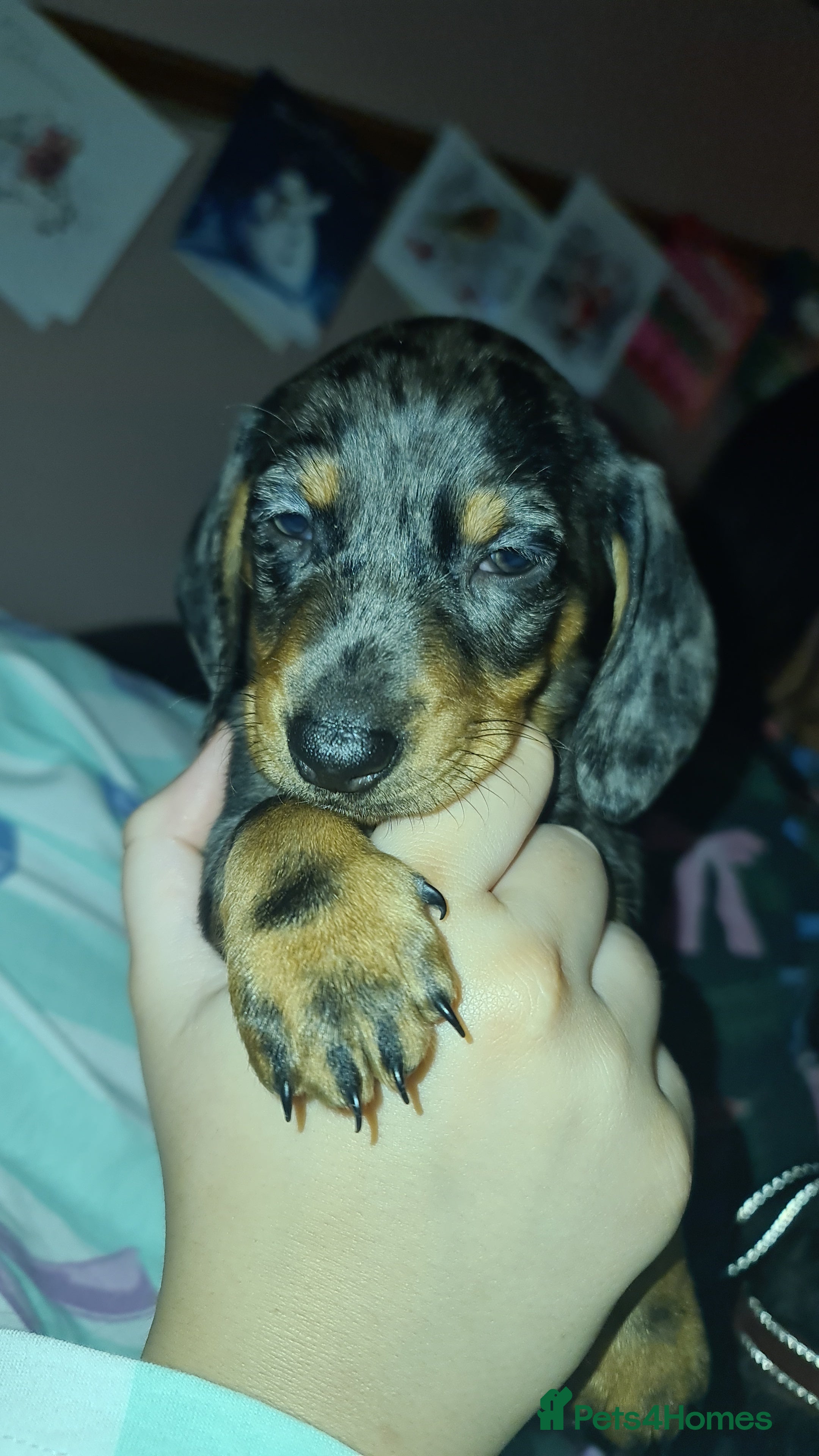 Dachshund dogs Dachshund dapple female puppy - Advert 8