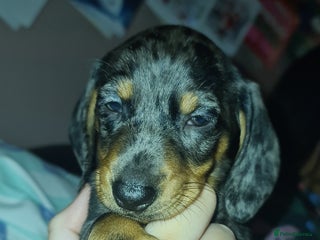Dachshund dogs Dachshund dapple female puppy - Advert 8