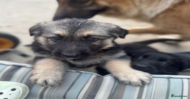 German Shepherd dogs - Advert 16