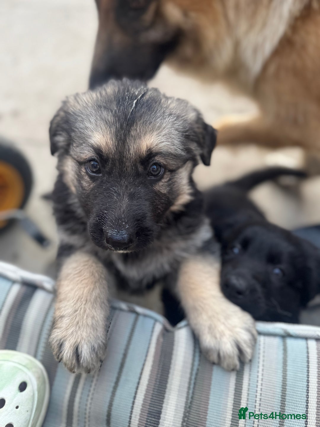 German Shepherd dogs for sale: Stunning top quality German shepherd puppies - Image 3
