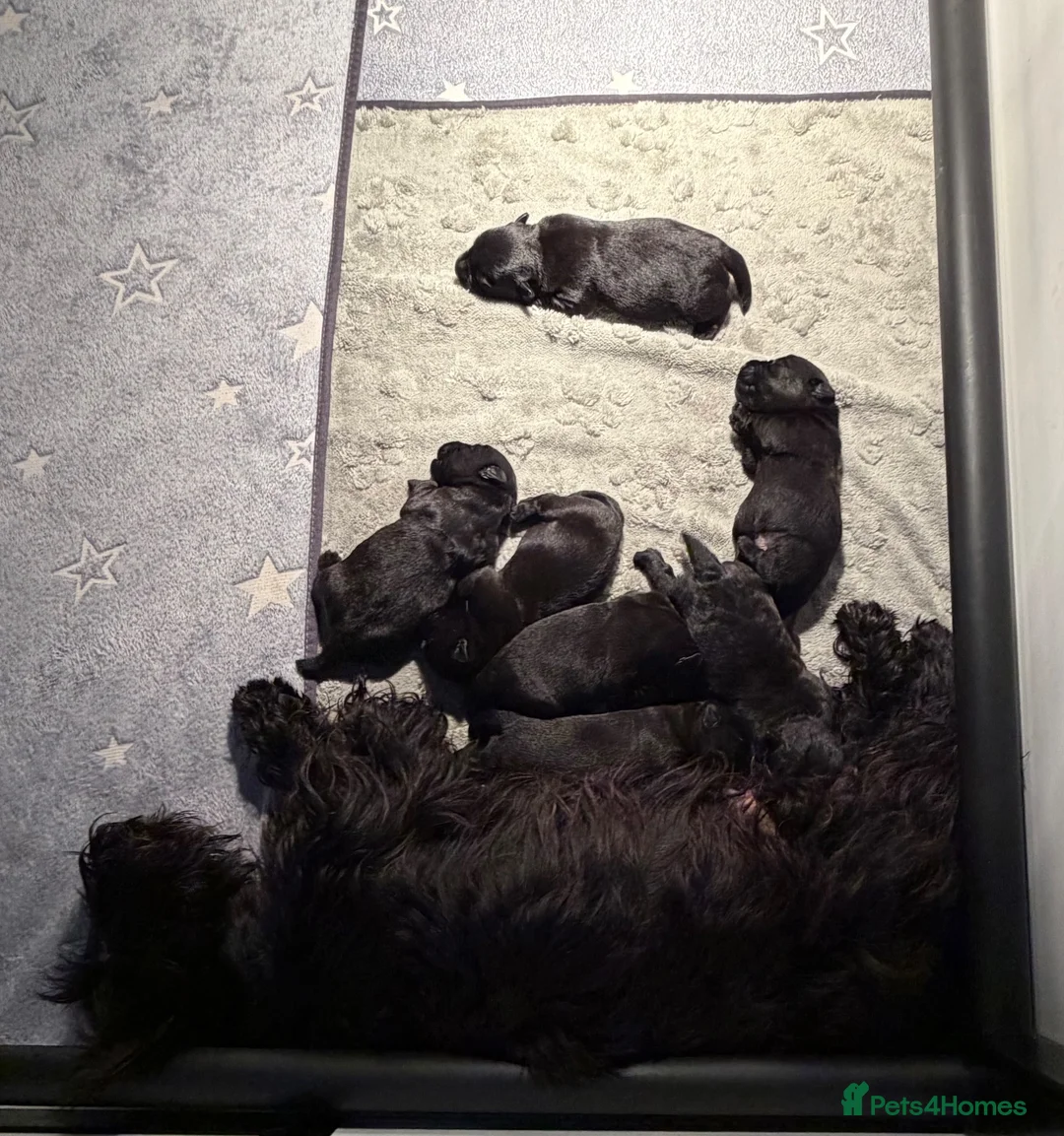 Scottish Terrier dogs for sale: Outstanding Scottish terrier pups parents DNA H Td - Advert 13