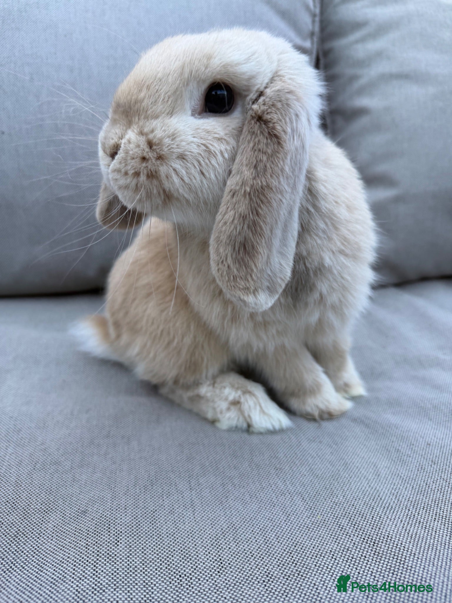 Mini Lop rabbits beige mini lop - Advert 1