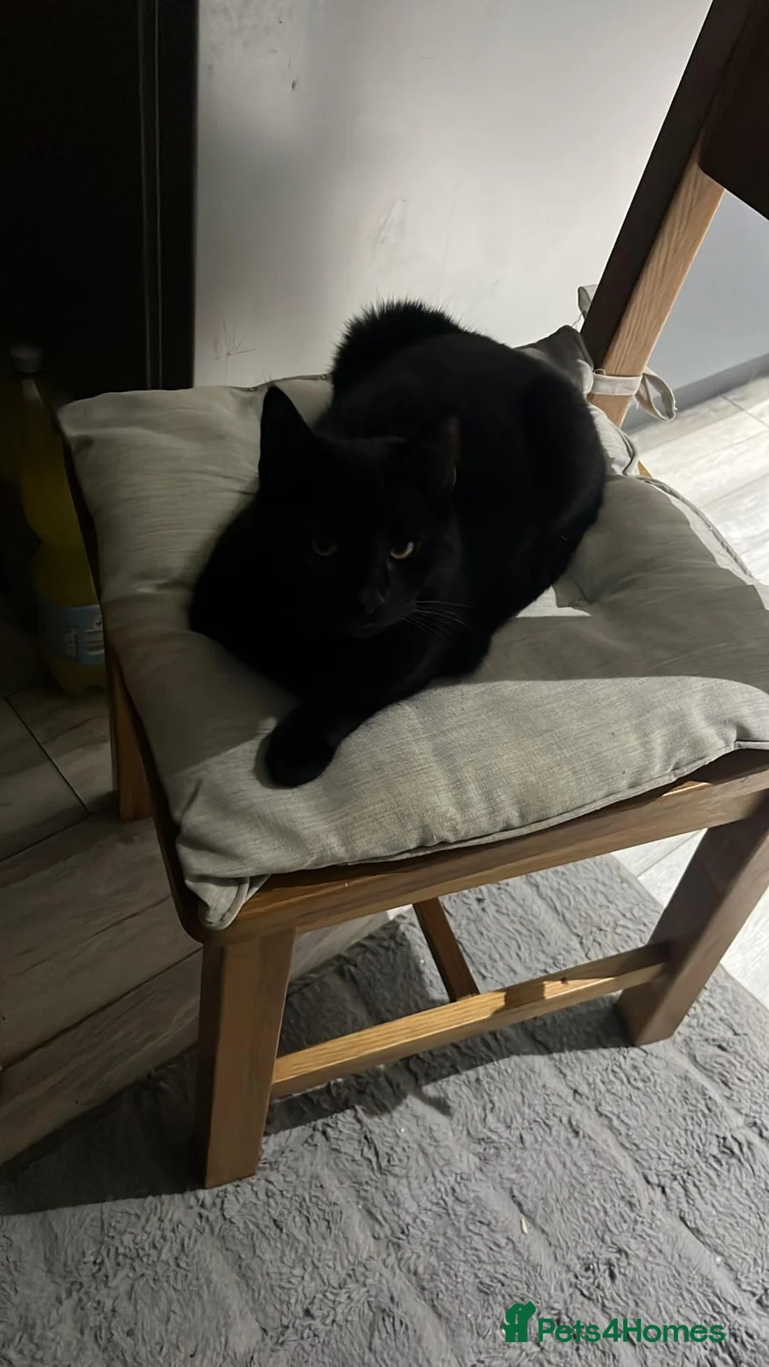 Mixed Breed cats for sale: Two female kittens for sale in Luton - Advert 2