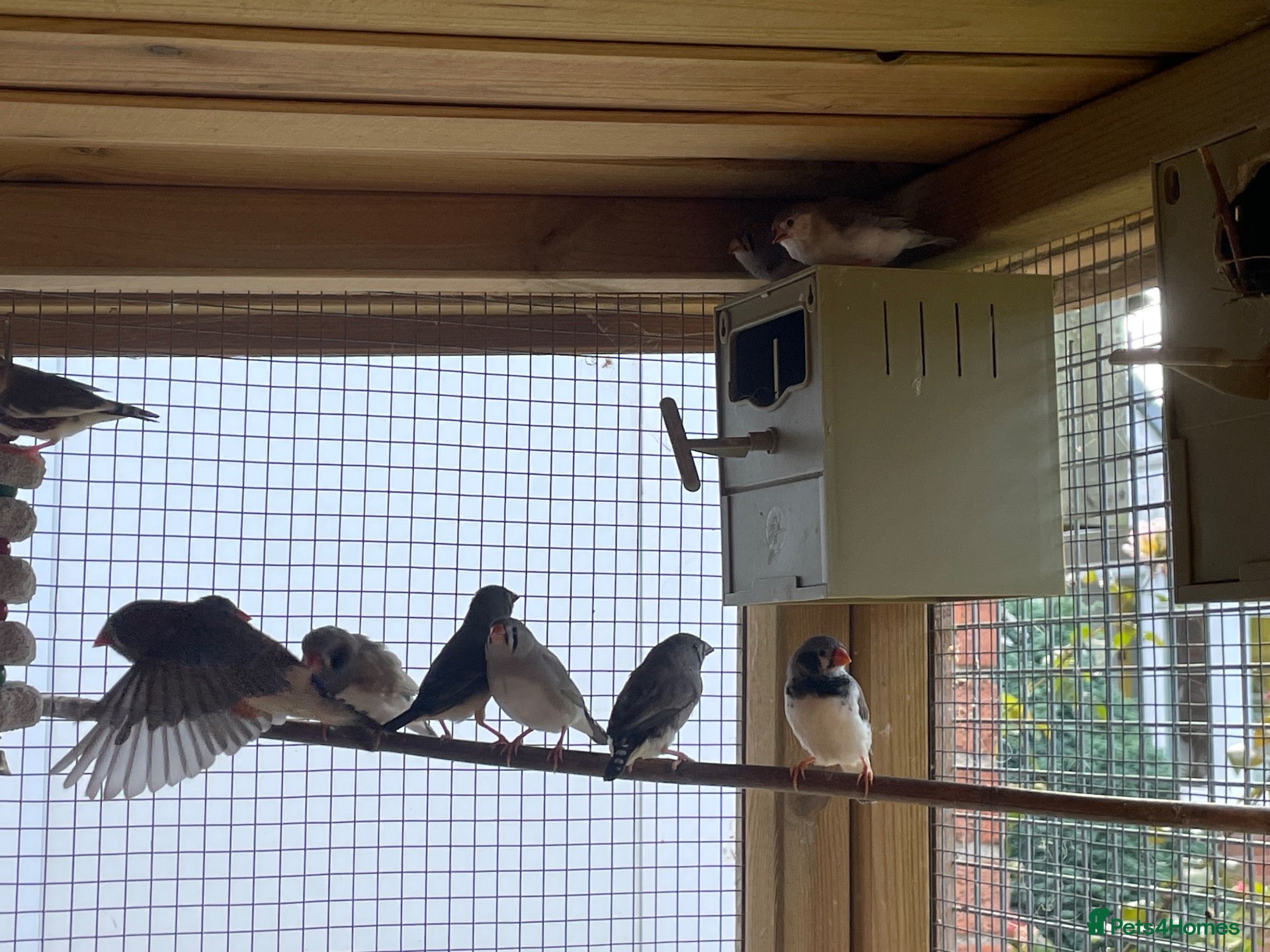 Finches birds This Summers Zebra Finches - Advert 2