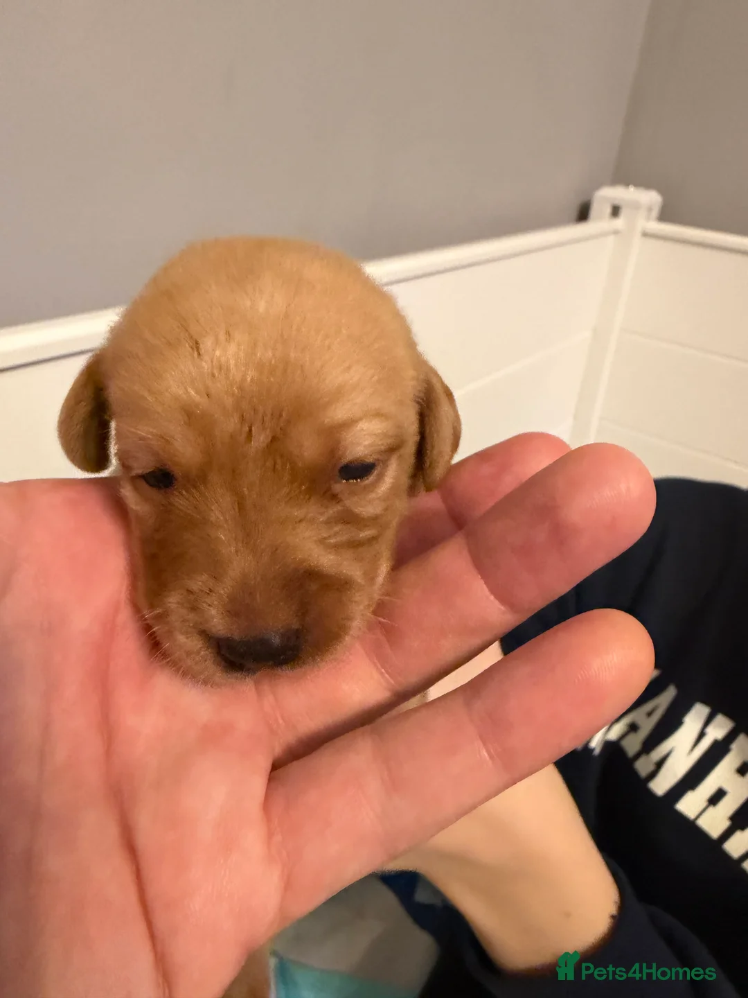 Labrador Retriever dogs for sale: KC Fox Red Labrador Pups FTCH Sire - Health Tested - Advert 39