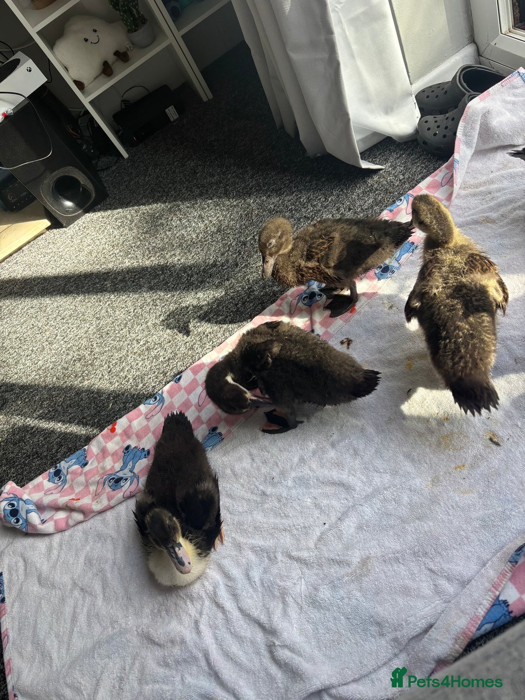 Ducks poultry for sale: Ducks  - Image 3
