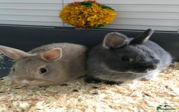 Netherland Dwarf rabbits for sale: 1 male (neutered) 1 female Netherland dwarf rabbit - Advert 2