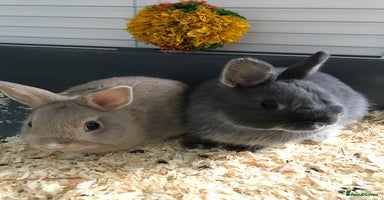 Netherland Dwarf rabbits 1 male (neutered) 1 female Netherland dwarf rabbit - Advert 4