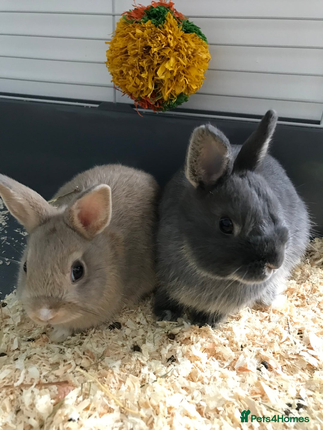 Netherland Dwarf rabbits for sale: 1 male (neutered) 1 female Netherland dwarf rabbit - Advert 2