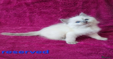 Ragdoll cats - Advert 2