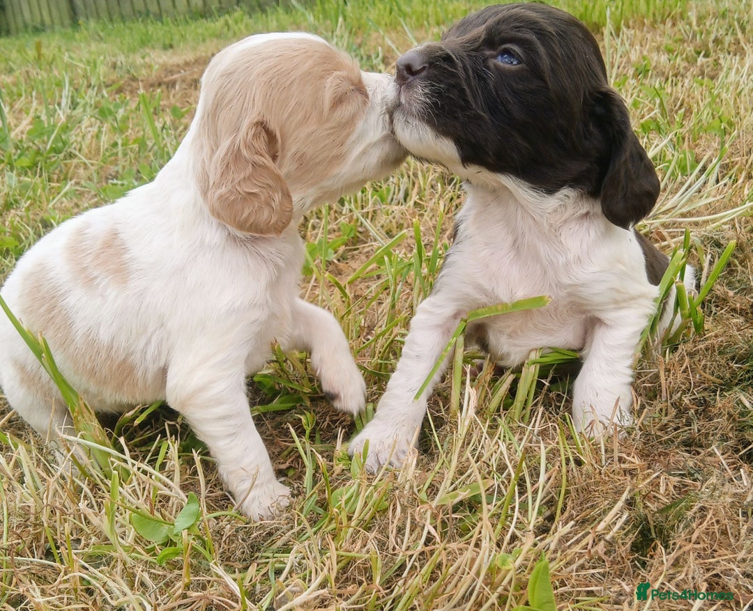 Sprocker dogs for sale: Beautiful f2 sprockers - Image 28