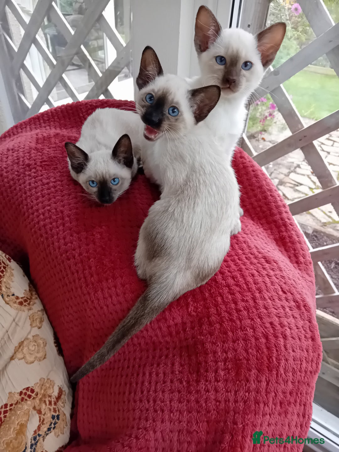 Siamese cats for sale: Traditional seal point boy kitten - Advert 11