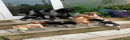 Brittany Spaniel dogs for sale: Working Brittany Spaniels - Advert 13