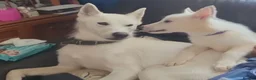 Siberian Husky dogs for sale: 1 white female husky pup 1st & 2nd Vaccines! - Advert 28