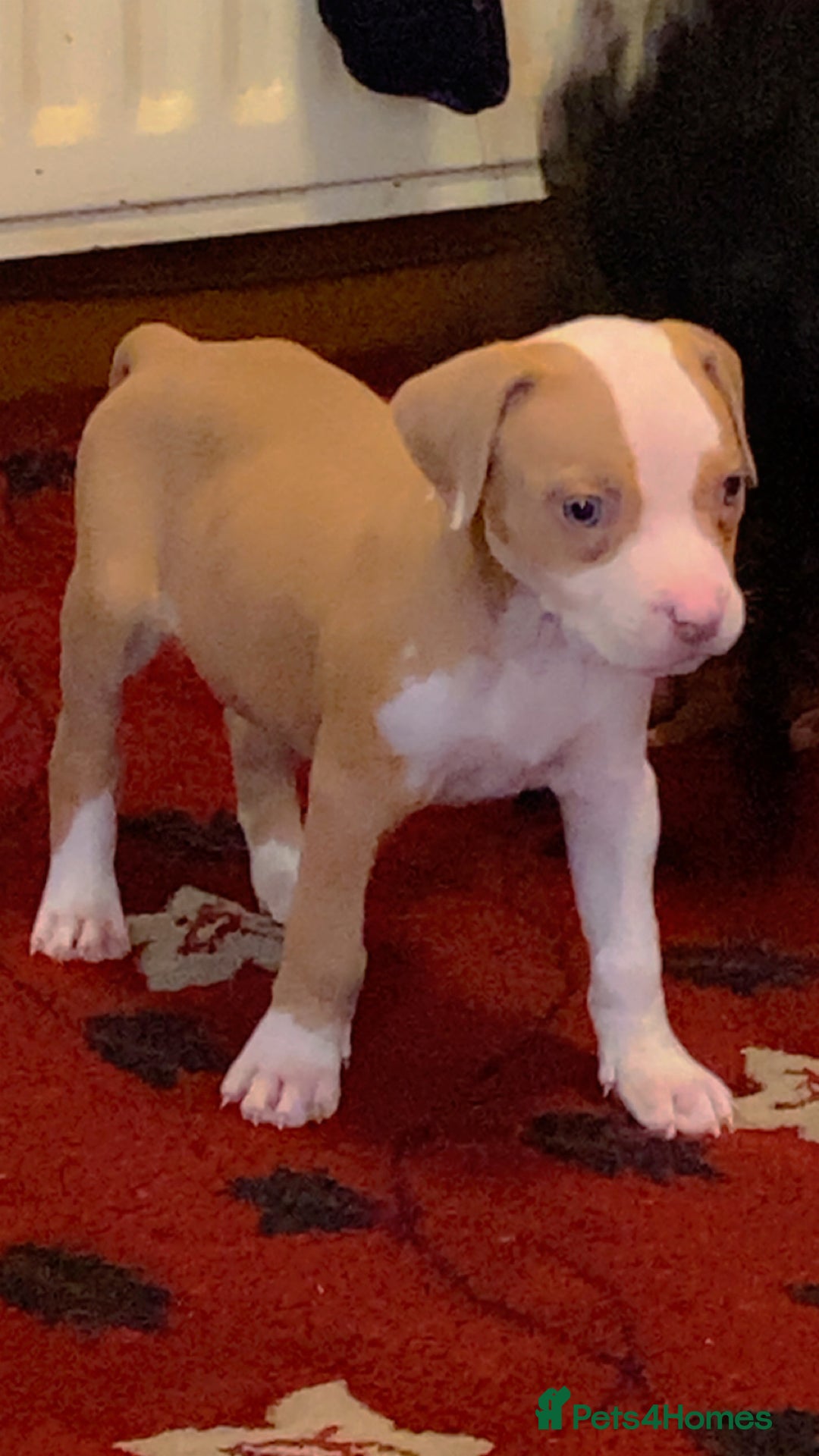 Mixed Breed dogs for sale: 2 beautiful Staffordshire bull terrier mix - Image 5