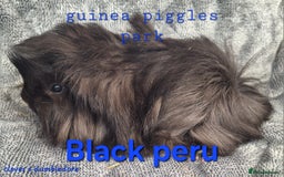 Guinea Pig rodents for sale: Male peruvian guinea pig babies  in Saltburn-by-the-Sea - Image 5
