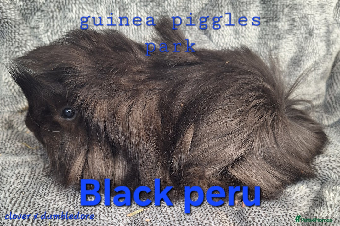 Guinea Pig rodents for sale: Male peruvian guinea pig babies  in Saltburn-by-the-Sea - Image 5