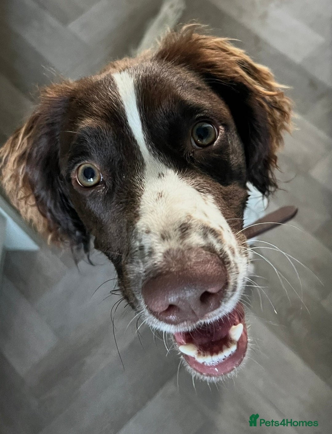 English Springer Spaniel dogs for sale: Springer Spaniel Male 11 months - Advert 3