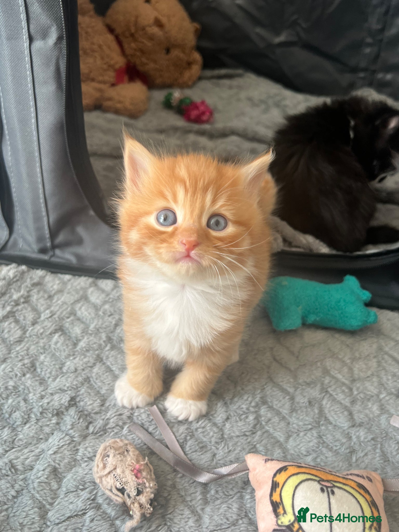 Mixed Breed cats 4 beautiful half Siamese kittens  - Advert 2