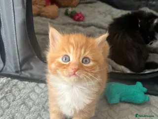 Mixed Breed cats 4 beautiful half Siamese kittens - Advert 2