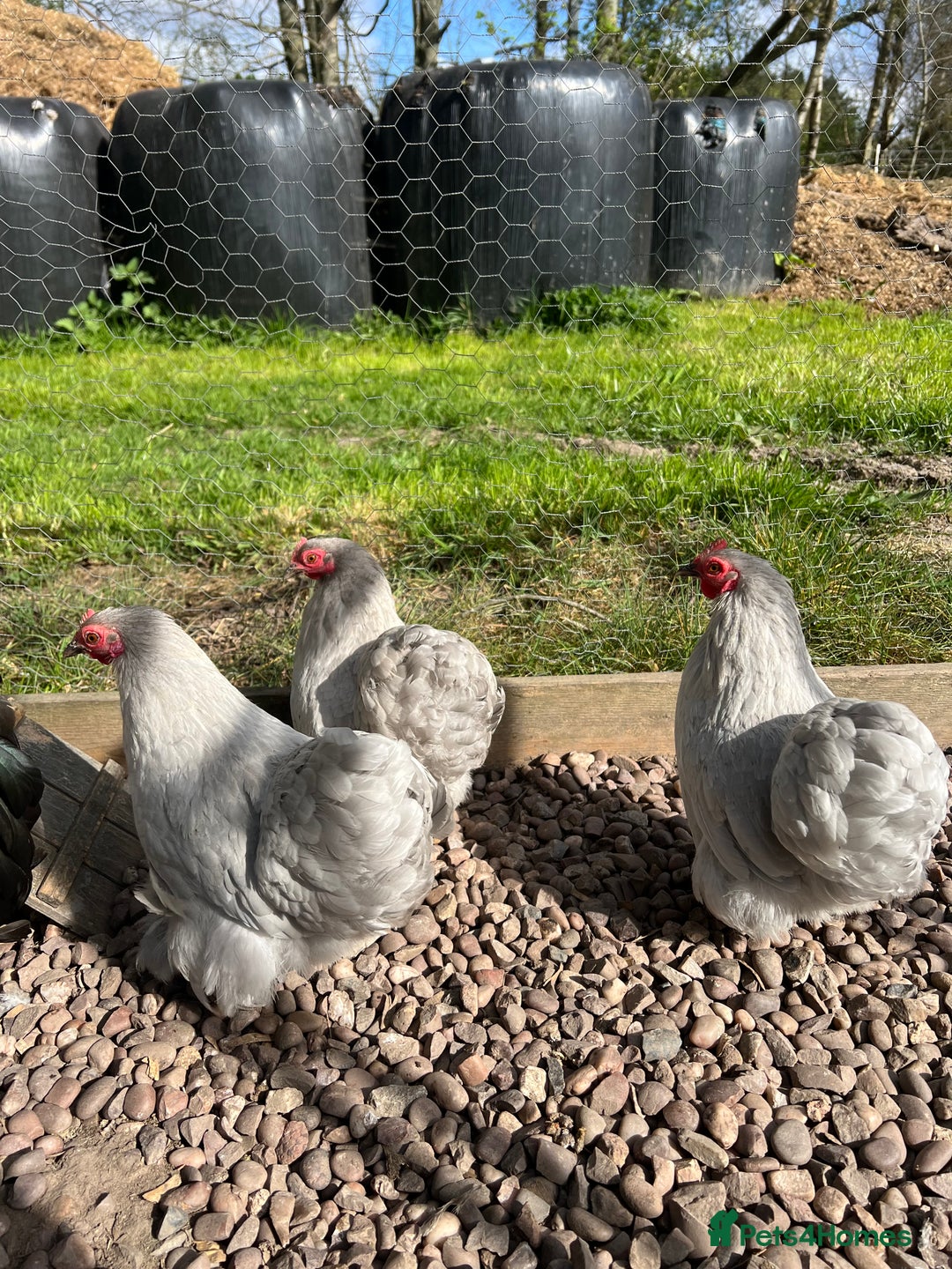 Chickens poultry for sale: MIXED HATCHING EGGS - Pekin, Silkie, Pekin/Silkie - Advert 6